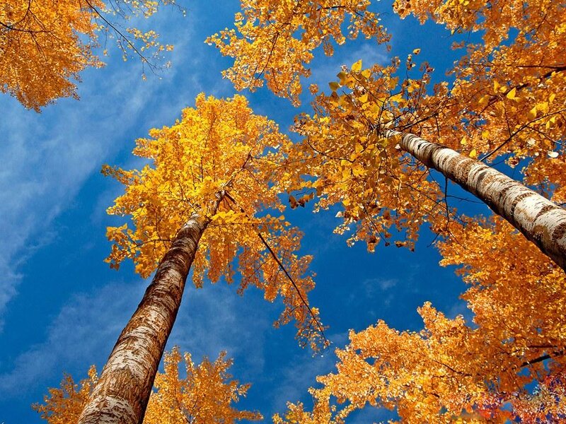 Tall Birch Trees — Blue, Serene