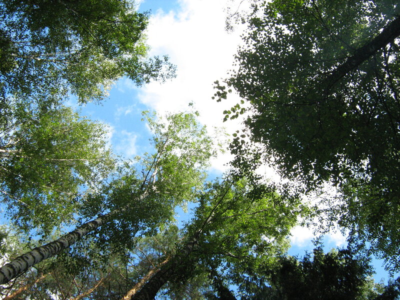 Tall Birch Trees — Green