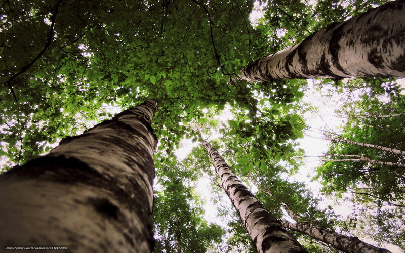 tall birch trees in forest