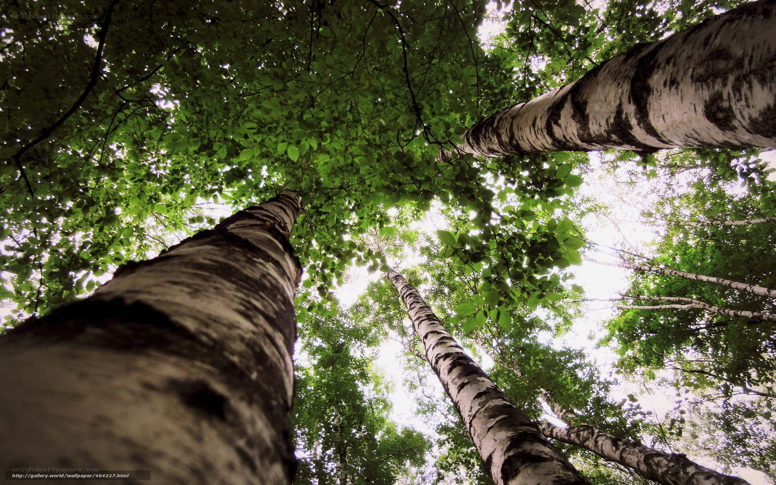 tall birch trees in forest