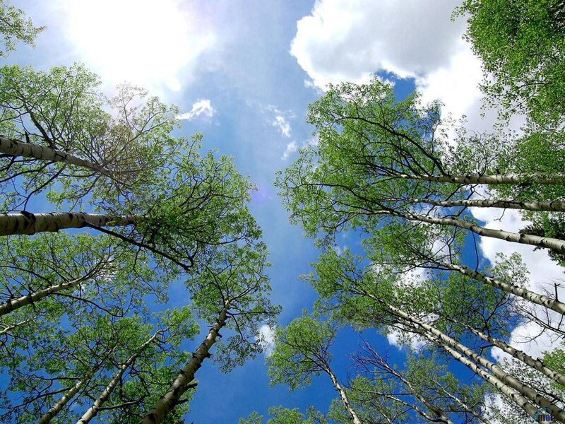Tall Birch Trees