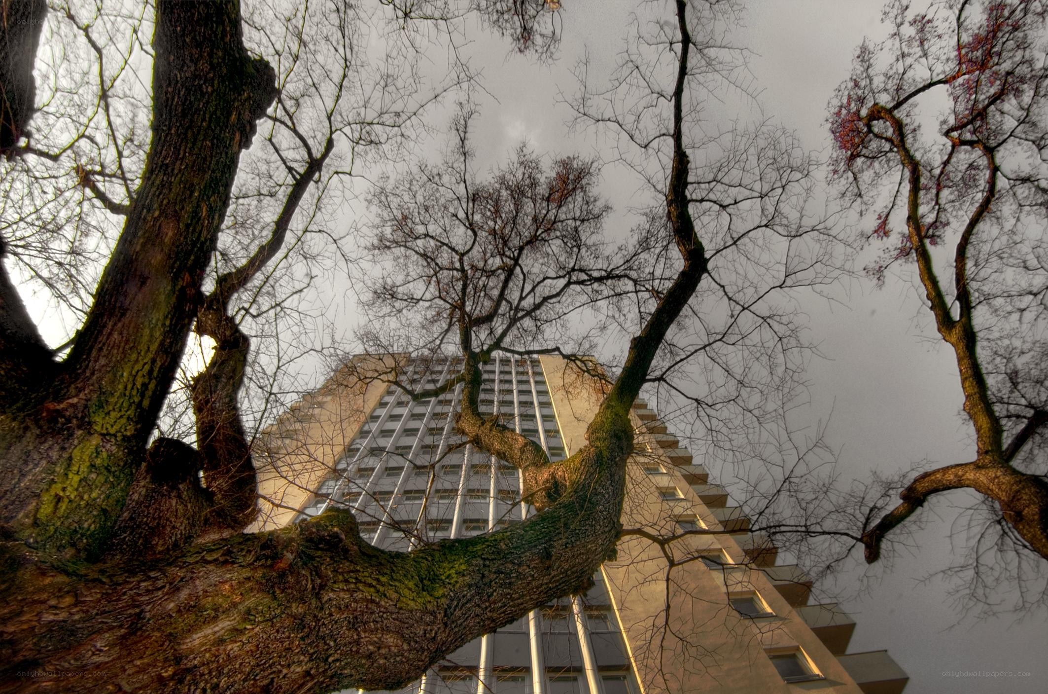 Tall building viewed through bare trees