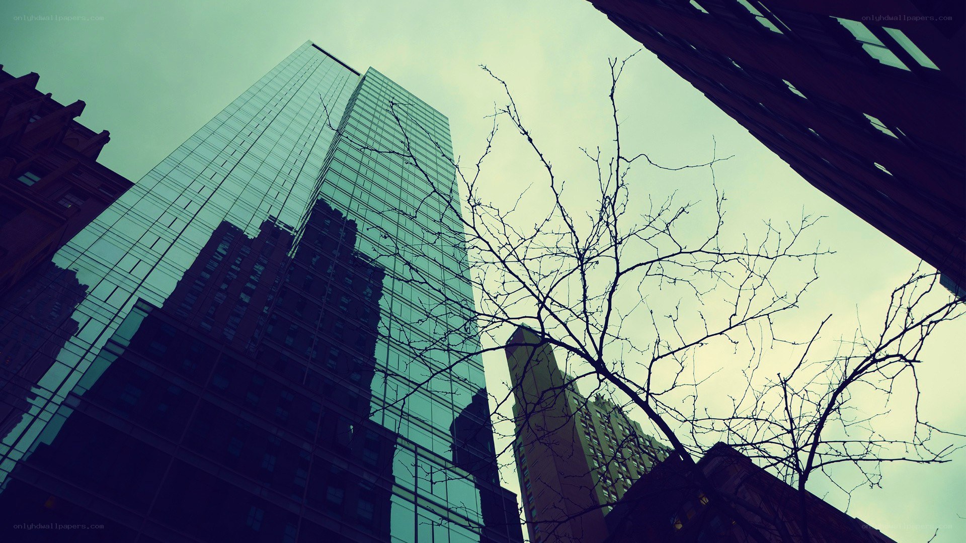 tall buildings and bare branches