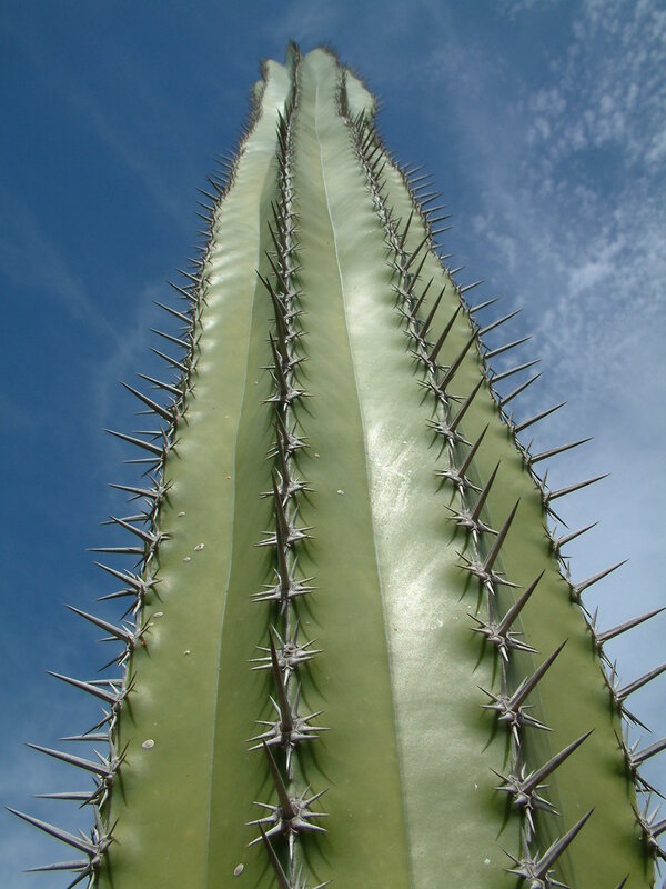 tall cactus against blue sky