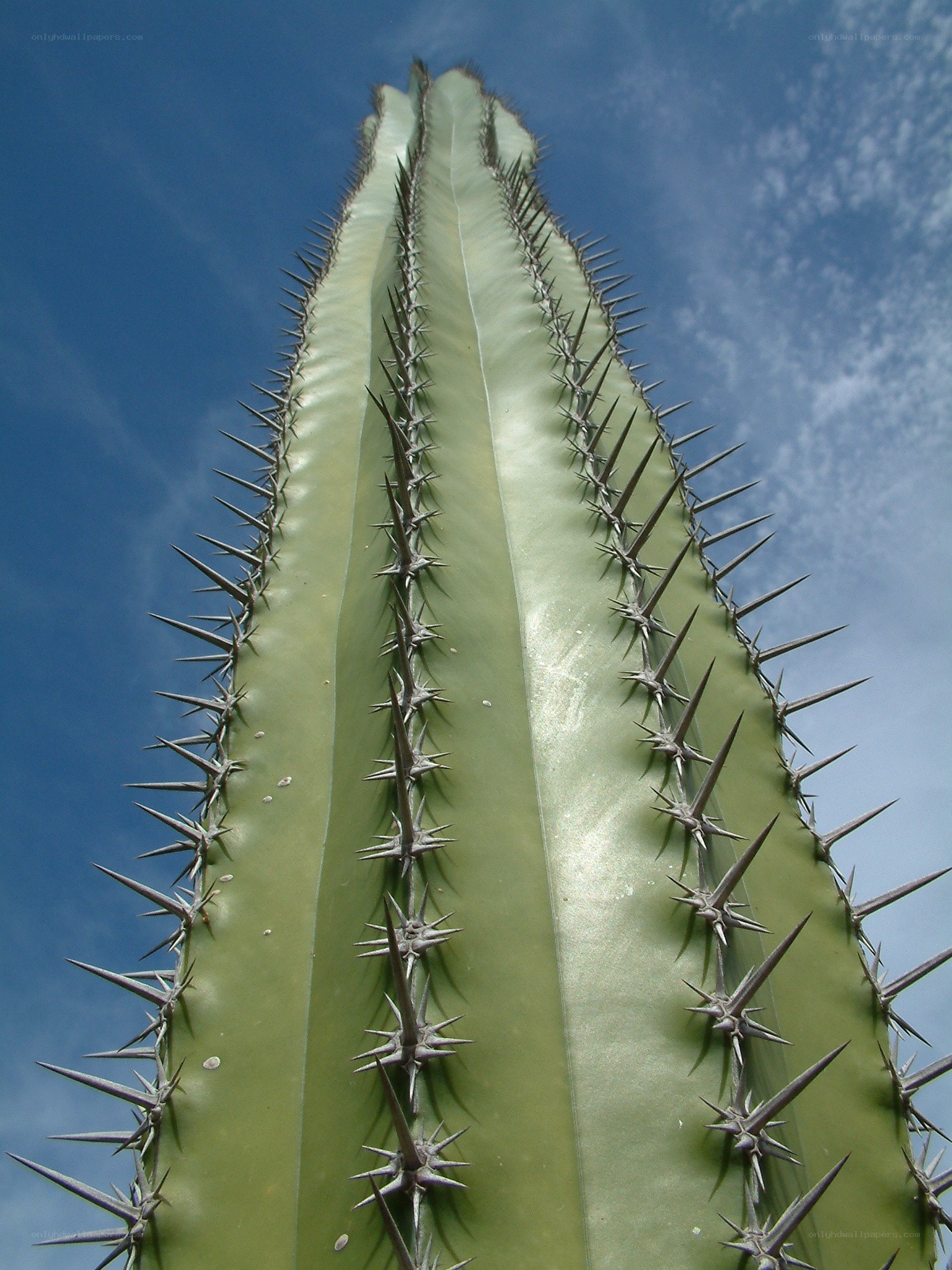 tall cactus against blue sky