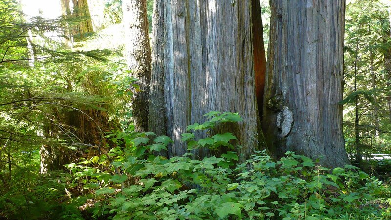 Tall Cedar Trees