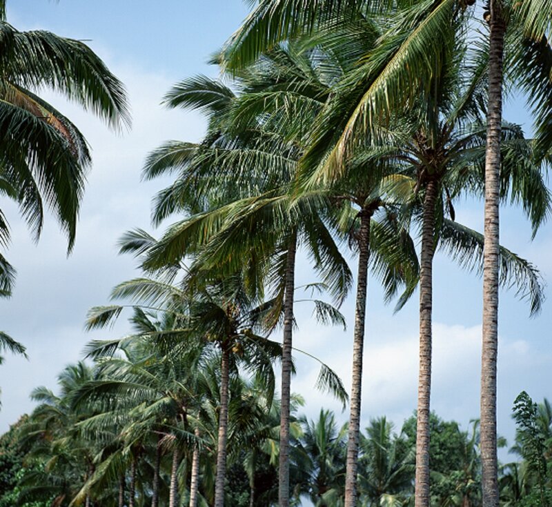 Tall Coconut Palm Trees