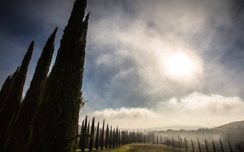 Tall Cypress Trees — Green
