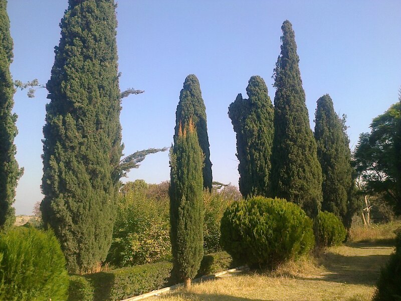 Tall Cypress Trees