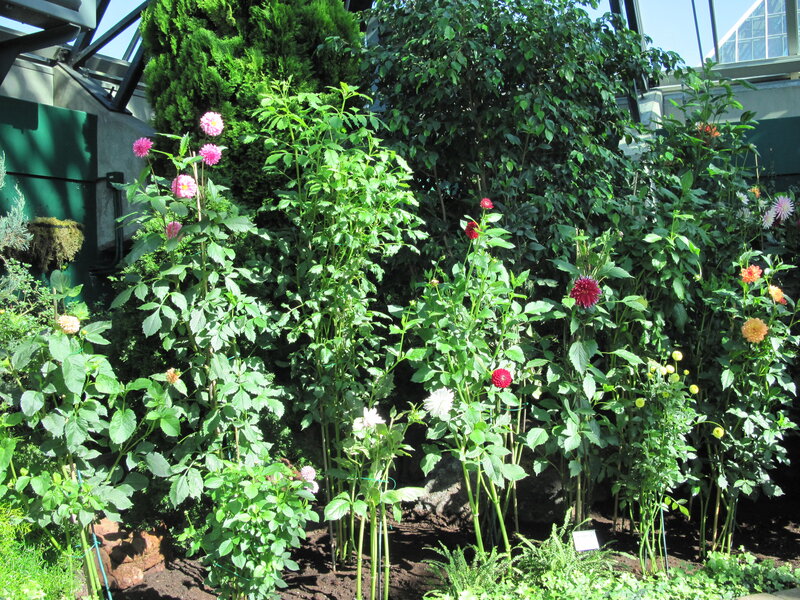 Tall Dahlia Plants