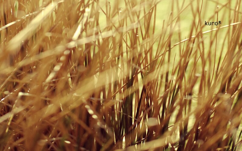 Tall Dry Grass — Brown
