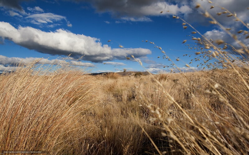 Tall Dry Grass Field