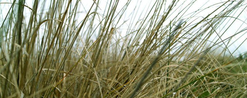Tall Dry Grass