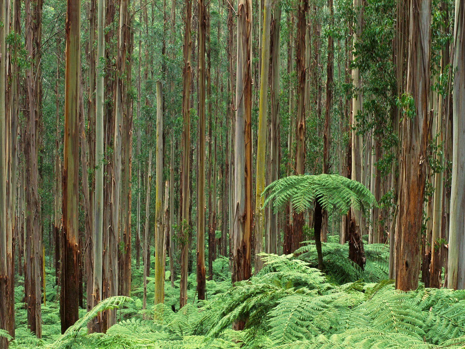 Tall eucalyptus forest with ferns