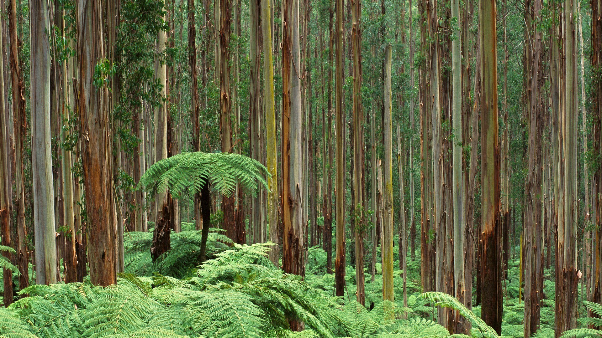 Tall eucalyptus forest with ferns