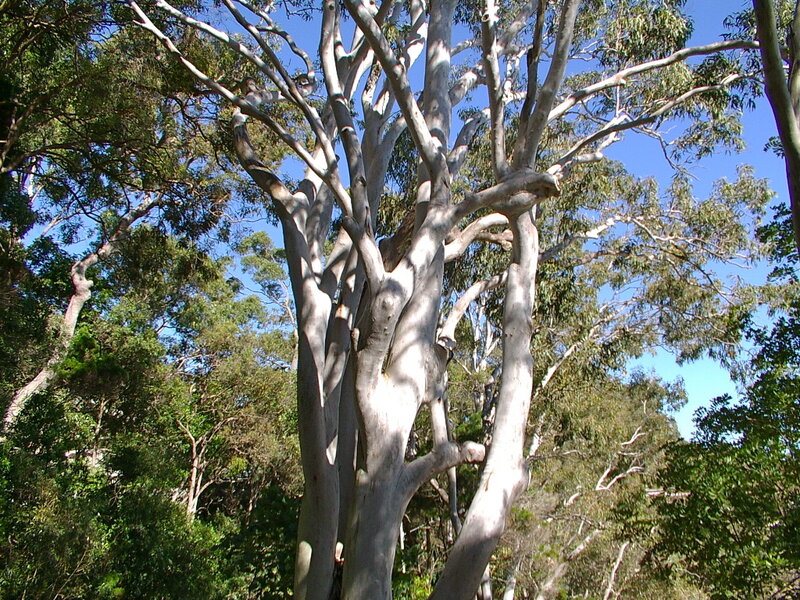 tall eucalyptus tree in forest