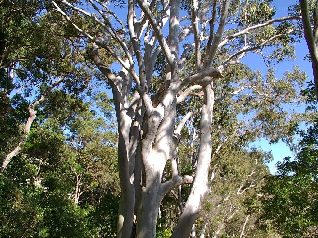 tall eucalyptus tree in forest