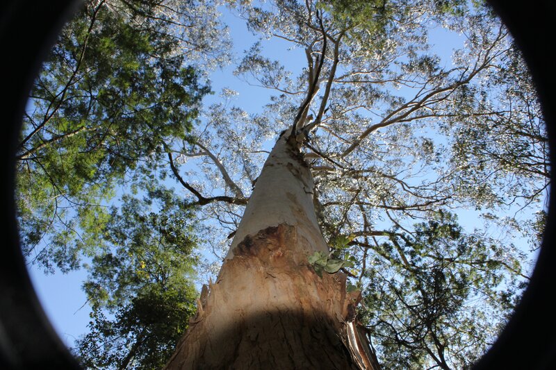 Tall Eucalyptus Tree