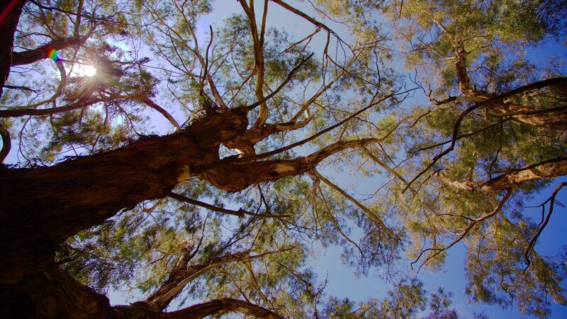 Tall Eucalyptus Trees — Blue