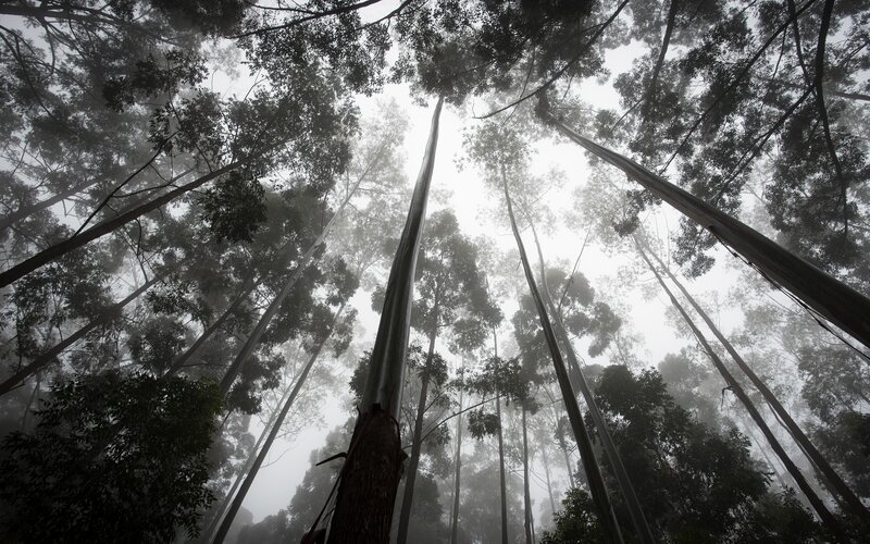 Tall Eucalyptus Trees