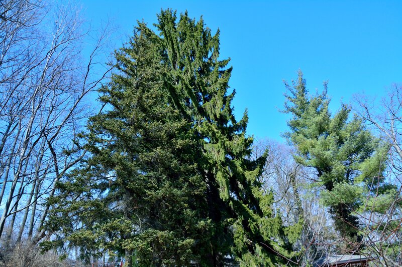 Tall Evergreen Tree — Blue, Serene