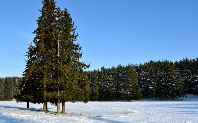 Tall Evergreen Tree — Blue, Serene, Winter, Photograph