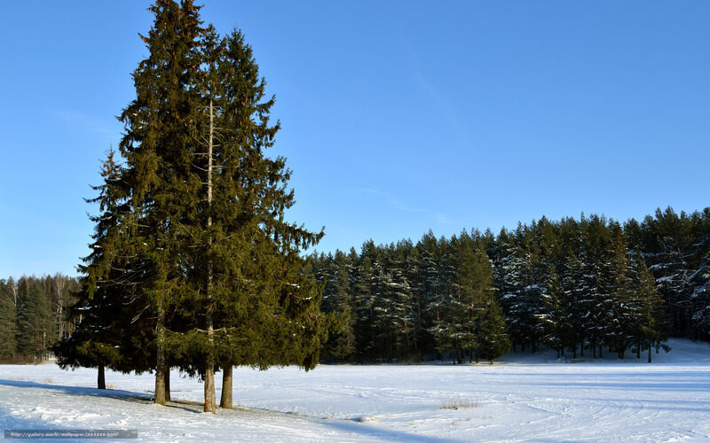 Tall Evergreen Tree — Blue, Serene, Winter
