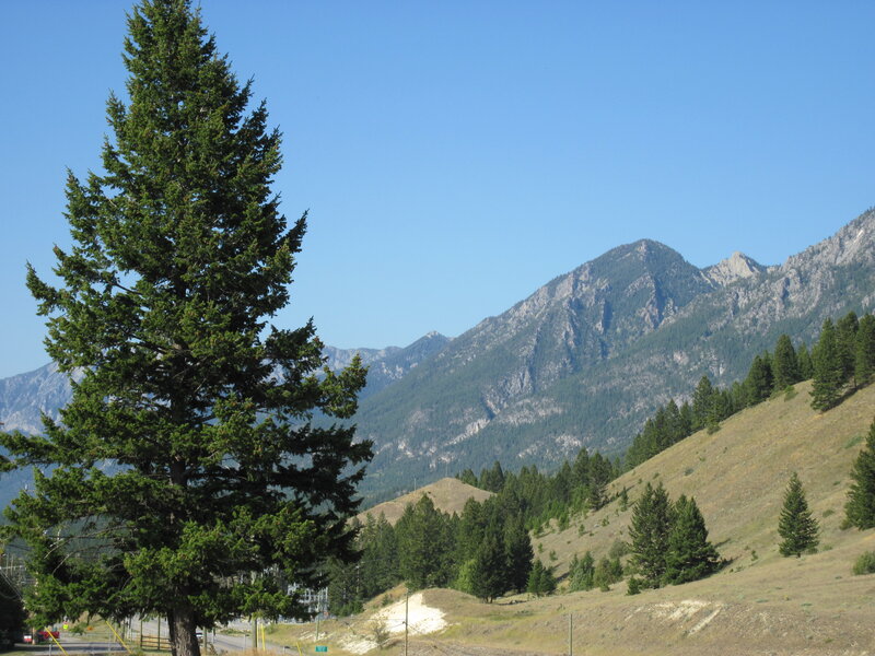 Tall Evergreen Tree — Blue