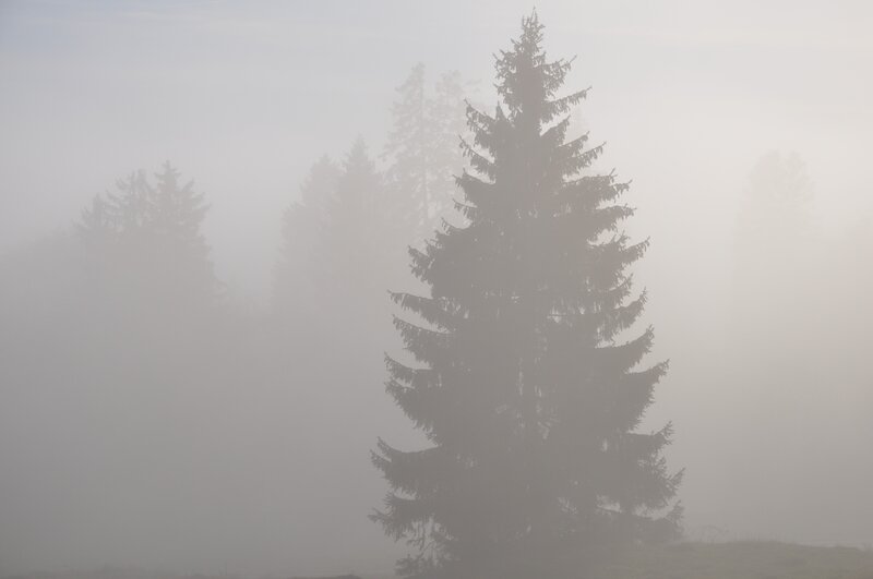 Tall Evergreen Tree — Gray, Misty