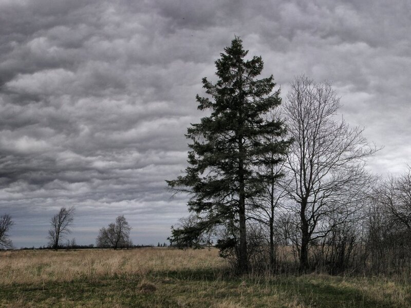 Tall Evergreen Tree — Gray
