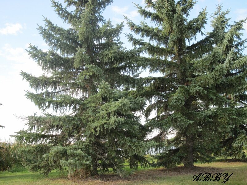 Tall Evergreen Tree — Green, Calm