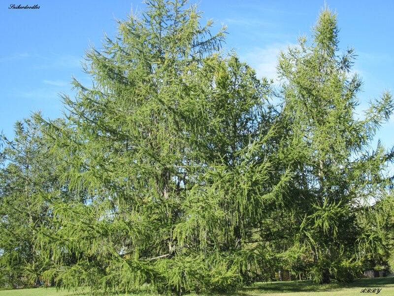 Tall Evergreen Tree — Green, Serene, Afternoon
