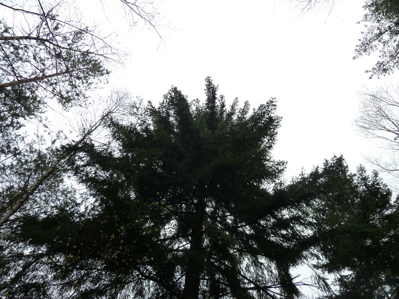 Tall Evergreen Tree — Green, Serene