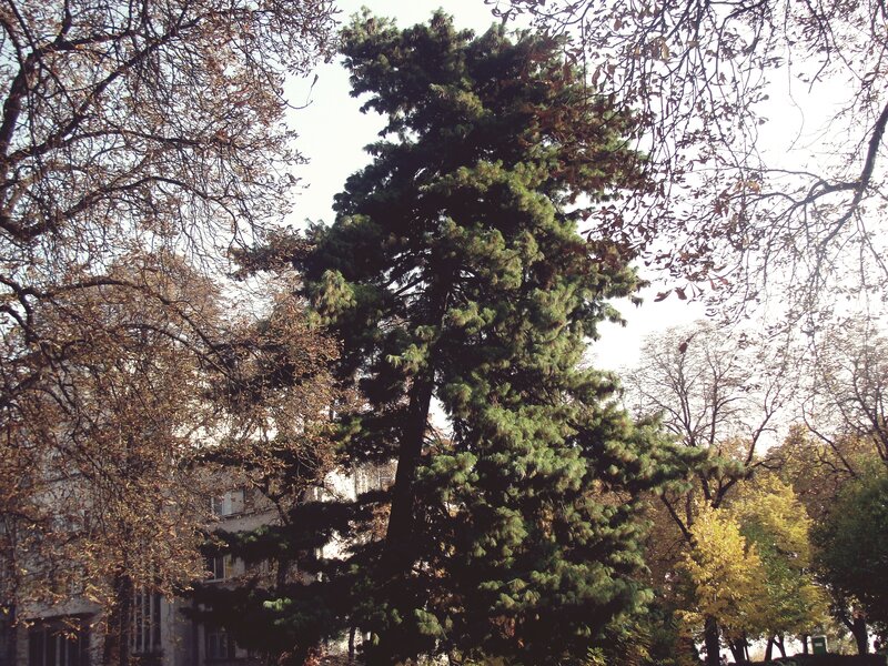 Tall Evergreen Tree — Green