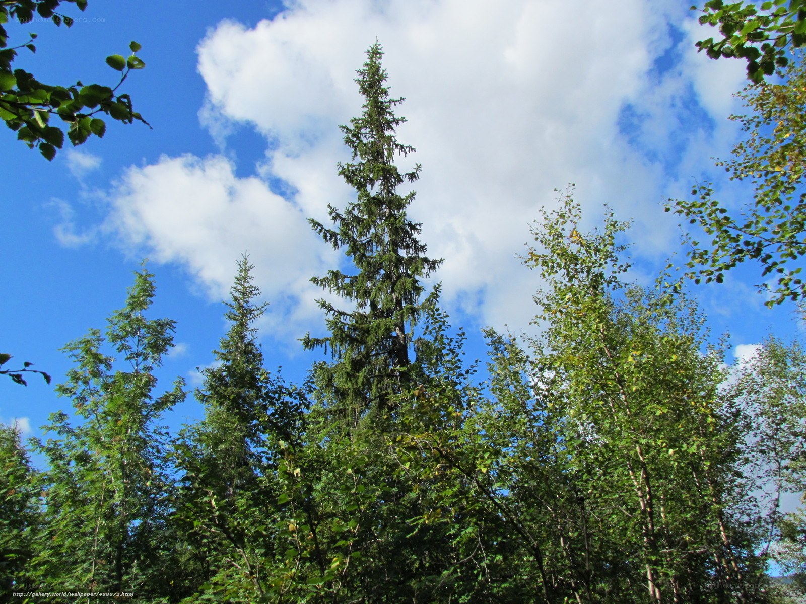 Tall evergreen tree in forest