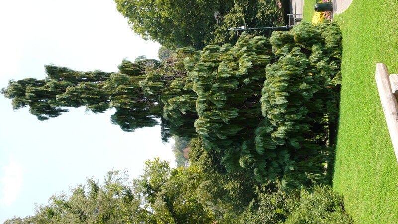 tall evergreen tree in park
