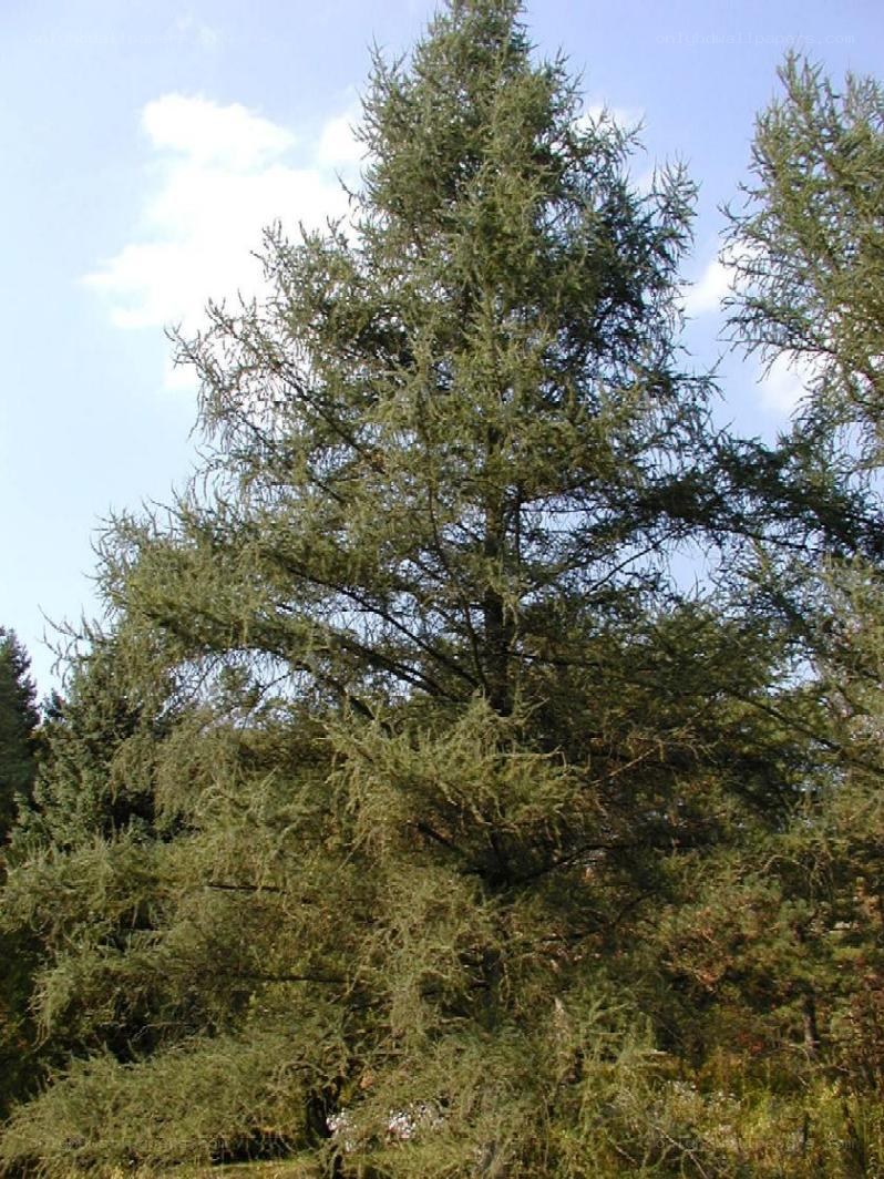 tall evergreen tree