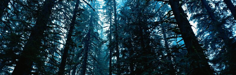 Tall Evergreen Trees — Blue, Dark