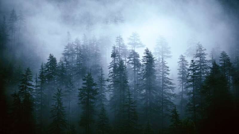 Tall Evergreen Trees — Blue, Misty