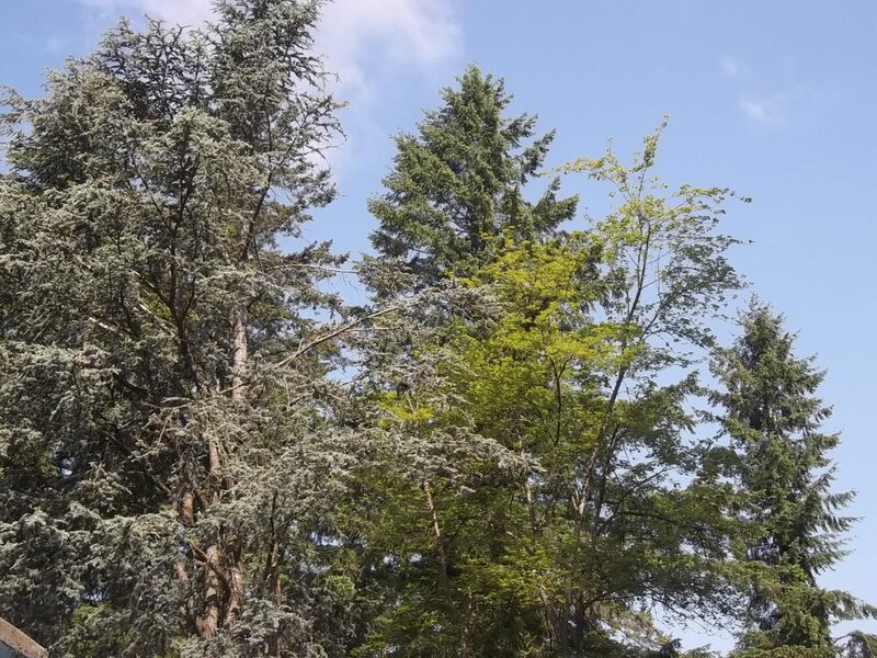Tall Evergreen Trees — Blue, Serene
