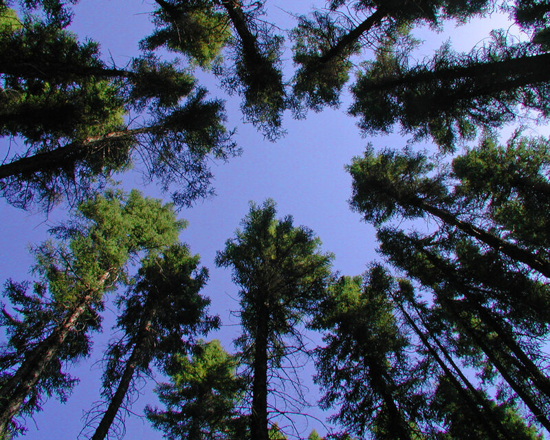 Tall Evergreen Trees — Blue