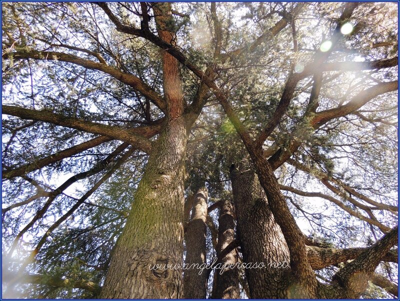 Tall Evergreen Trees — Brown