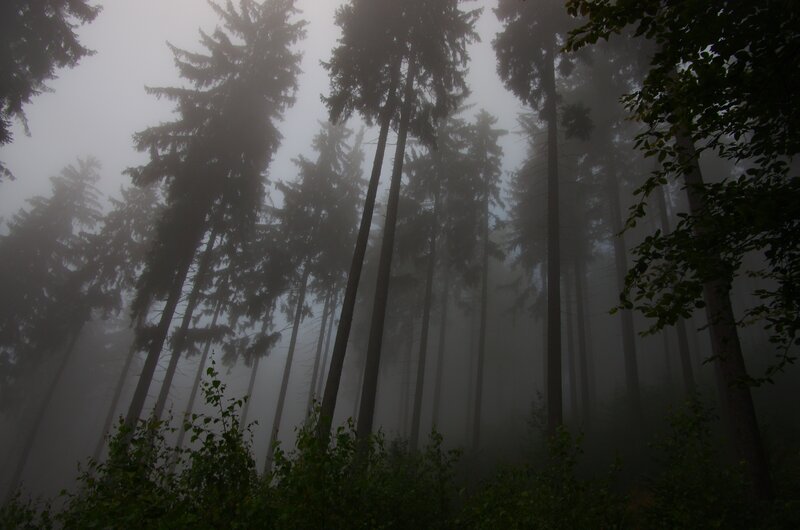 Tall Evergreen Trees — Gray, Misty, Morning