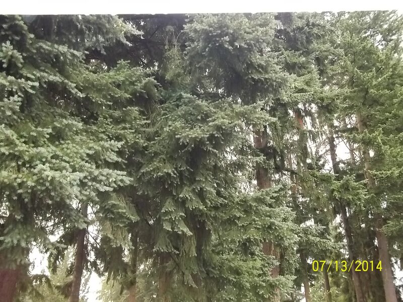 Tall Evergreen Trees — Green, Calm