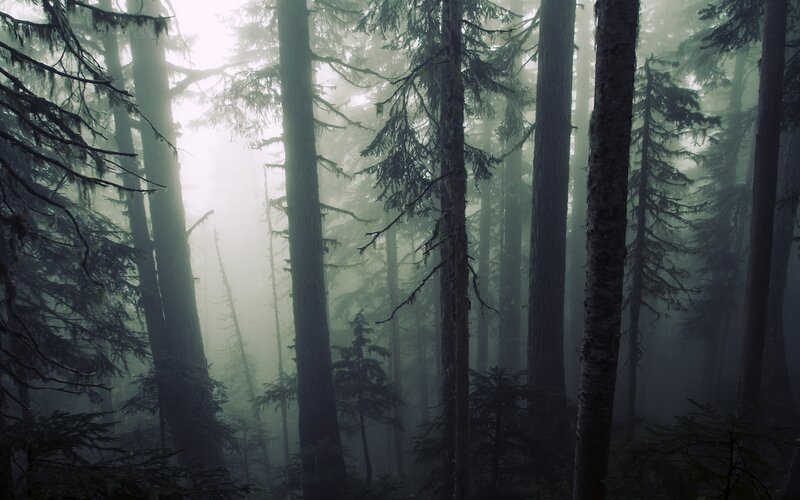 Tall Evergreen Trees — Green, Misty, Morning, Photograph, Fog