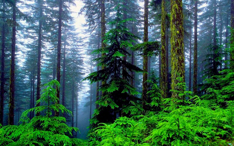 Tall Evergreen Trees — Green, Misty, Morning