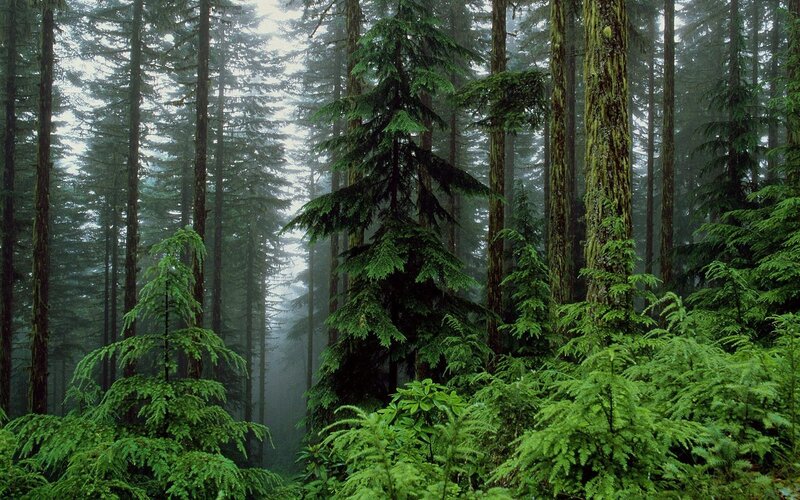 Tall Evergreen Trees — Green, Misty, Photograph, Fog, Forest, Moss