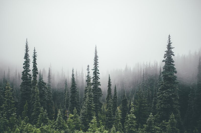 Tall Evergreen Trees — Green, Misty, Photograph, Fog, Forest
