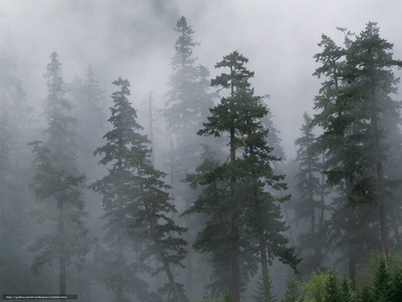 Tall Evergreen Trees — Green, Misty, Photograph