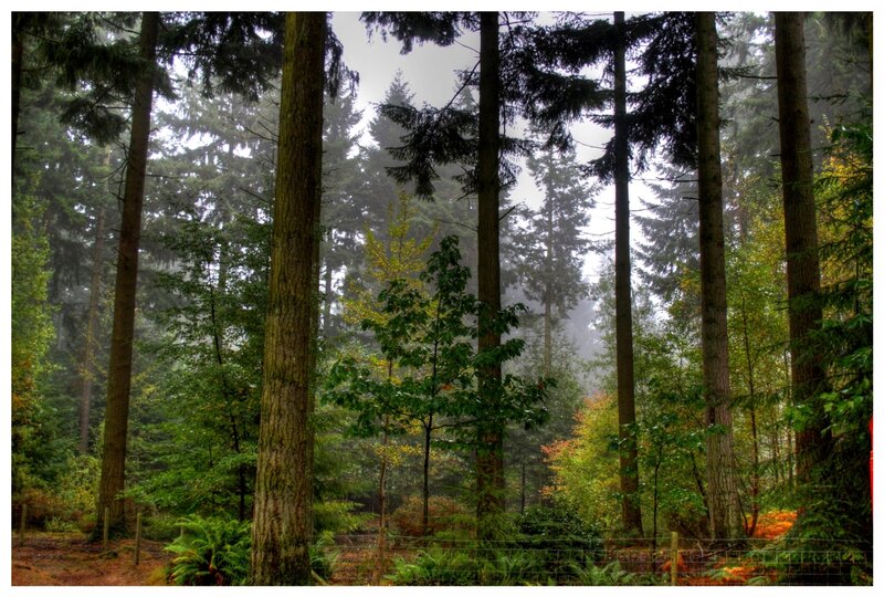 Tall Evergreen Trees — Green, Misty